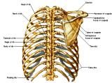 Anatomie: thorax,borstwand,ribben,costae,borst, mamma,pectoralis major,pectorals,axallaris,subcluvia,serratus,scapularis,sternum,scapula,aureola,nipple,tepel.